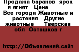 Продажа баранов, ярок и ягнят › Цена ­ 3 500 - Все города Животные и растения » Другие животные   . Тверская обл.,Осташков г.